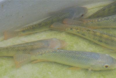 Medicine of Aquatic Life department