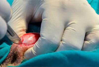 Veterinary Surgery, Anesthesiology, and Radiology department